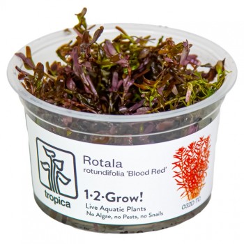 Rotala rotundifolia Blood Red in cup - Tropica