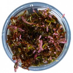 Rotala rotundifolia Blood Red in cup - Tropica
