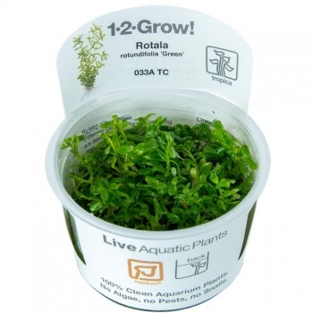 Rotala rotundifolia green en coupe - Tropica