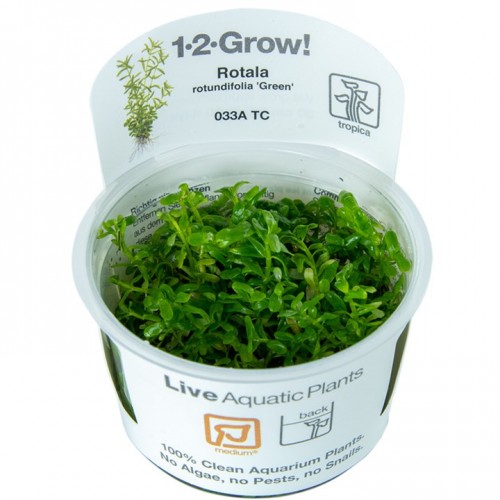 Rotala rotundifolia green en coupe - Tropica