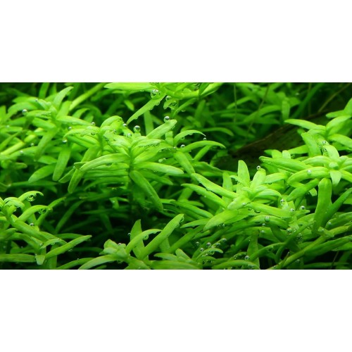 Rotala rotundifolia green en coupe - Tropica