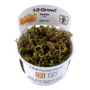 Rotala rotundifolia H'ra in cup - Tropica