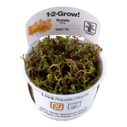 Rotala rotundifolia h'ra en coupe - Tropica