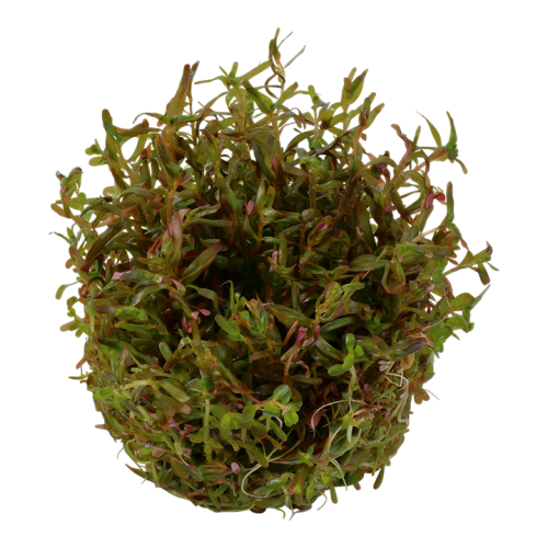 Rotate rotundifolia H'ra in cup - Tropica
