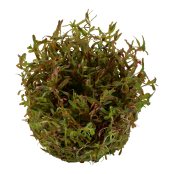 Rotala rotundifolia h'ra en coupe - Tropica