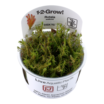 Rotala wallichii dans la tasse - Tropica