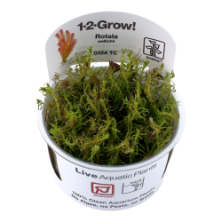 Rotala wallichii dans la tasse - Tropica