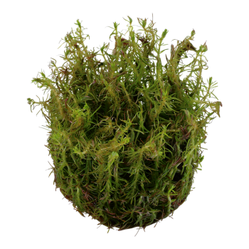 Rotala wallichii dans la tasse - Tropica 2