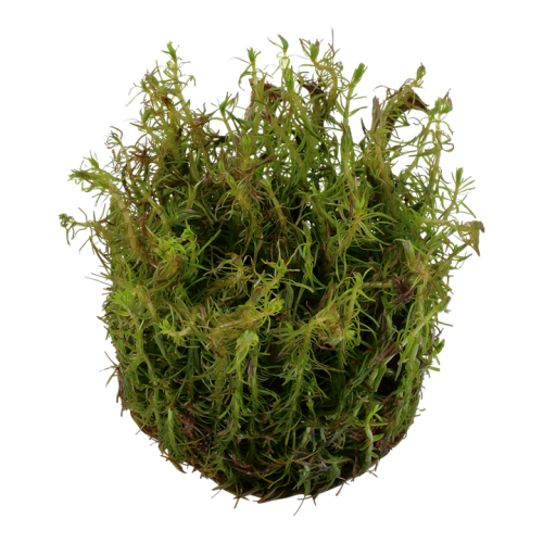 Rotala wallichii in cup - Tropica