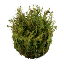 Rotala wallichii dans la tasse - Tropica