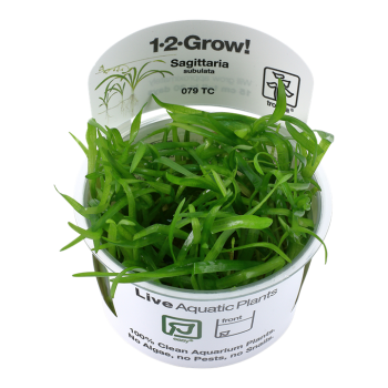 Sagittaria subulties en coupe - Tropica