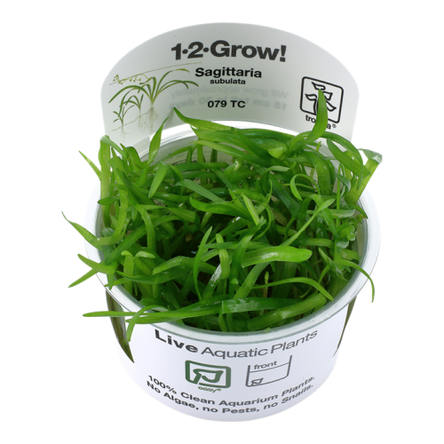 Sagittaria subulties en coupe - Tropica