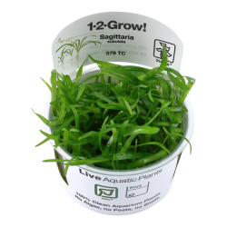 Sagittaria Subulated in Cup - Tropica