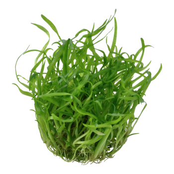 Sagittaria Subulated in Cup - Tropica 2