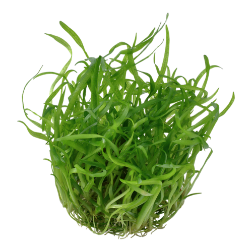 Sagittaria subulata in cup - Tropica