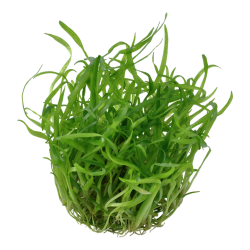 Sagittaria subulata in cup - Tropica