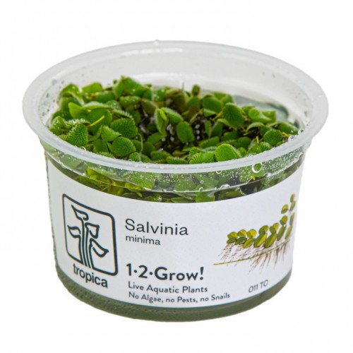 Salvinia minimum en coupe - Tropica