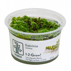 Minimum salvinia in cup - Tropica