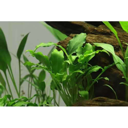 Schismatoglottis traieti in cup - Tropica