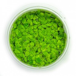 Spirodela Polyrrhiza en coupe - Tropica