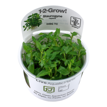 Staurogyne repens in cup - Tropica