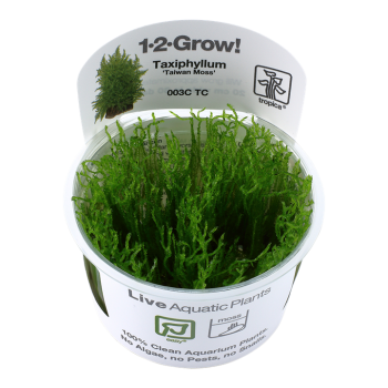 Taxiphyllum Alternans Taiwan Moss à Coupe - Tropica
