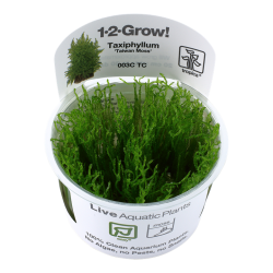 Taxiphyllum alternans Taiwan Moss in cup - Tropica