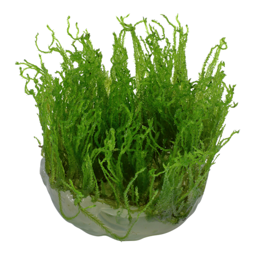 Taxiphyllum alternans Taiwan Moss in cup - Tropica