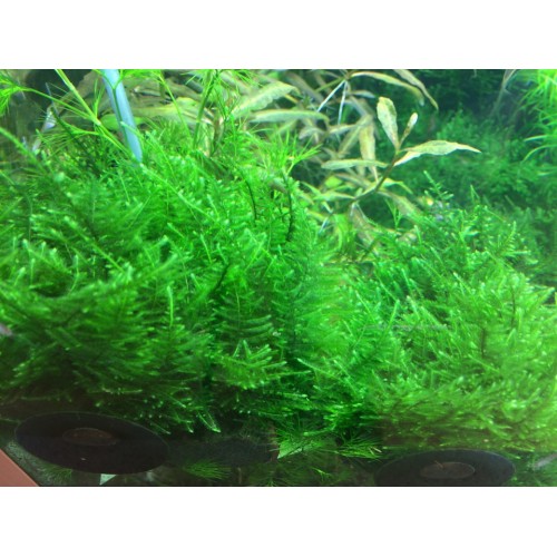 Taxiphyllum alternans Taiwan Moss in cup - Tropica
