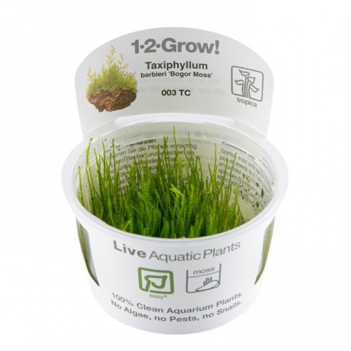 Taxiphyllum barbieri Bogor Moss in cup - Tropica