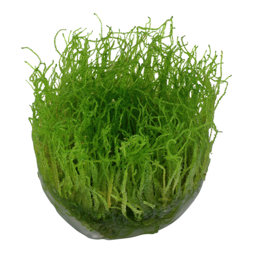 Taxiphyllum barbieri Bogor Moss in cup - Tropica