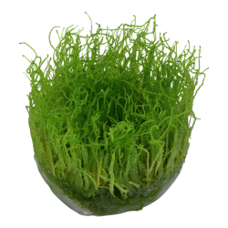 Taxiphyllum Barbieri Bogor Moss à Coupe - Tropica