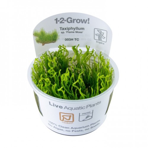 Taxiphyllum sp. Flame Moss in cup - Tropica