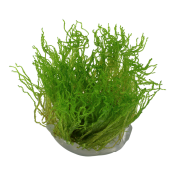 Taxiphyllum sp. Flamme mousse en coupe - Tropica 2