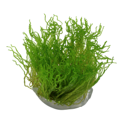 Taxiphyllum sp. Flame Moss in cup - Tropica