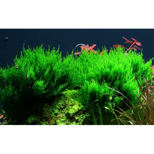 Taxiphyllum sp. Flame Moss in cup - Tropica
