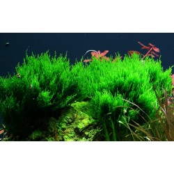 Taxiphyllum sp. Flame Moss in cup - Tropica