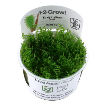 Taxiphyllum sp. Spiky Moss in cup - Tropica