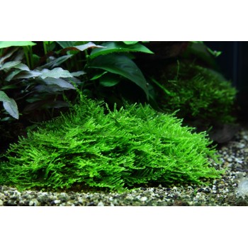 Taxiphyllum sp. Mousse Spiky en coupe - Tropica 2