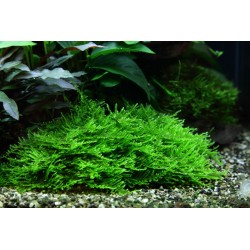 Taxiphyllum sp. Mousse Spiky en coupe - Tropica