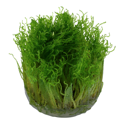 Taxiphyllum sp. Mousse Spiky en coupe - Tropica