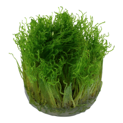 Taxiphyllum sp. Spiky Moss in cup - Tropica