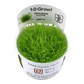 Utricularia graminifolia in cup - Tropica