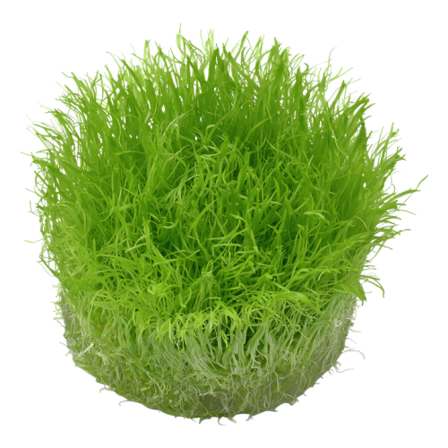 Utricularia graminifolia in cup - Tropica