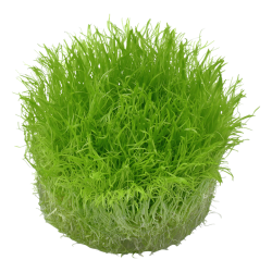 Utricularia graminiifolia en coupe - Tropica