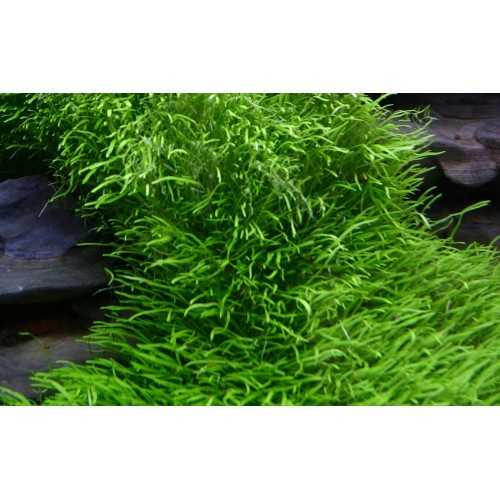 Utricularia Graminiifolia in Cup - Tropica