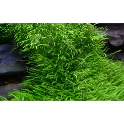 Utricularia graminiifolia en coupe - Tropica