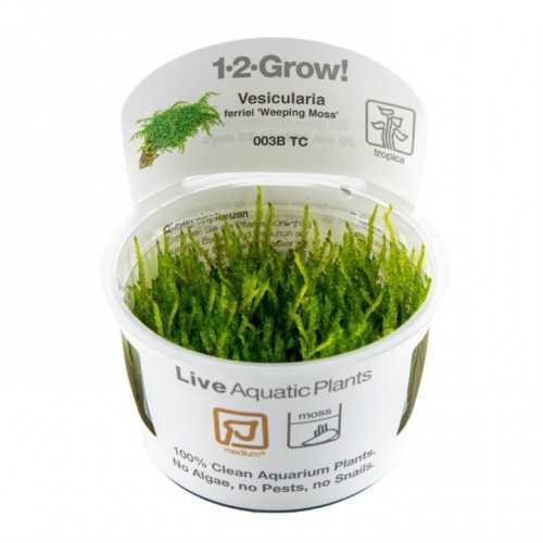 Vesicular Ferriei Weeping Moss in Cup - Tropica