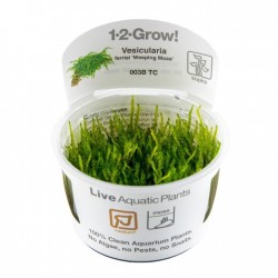 Vesicular Ferriei Weeping Moss in Cup - Tropica