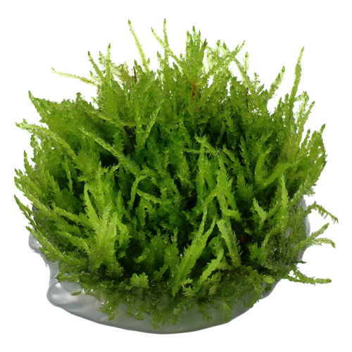Vesicularia ferriei Weeping Moss in cup - Tropica